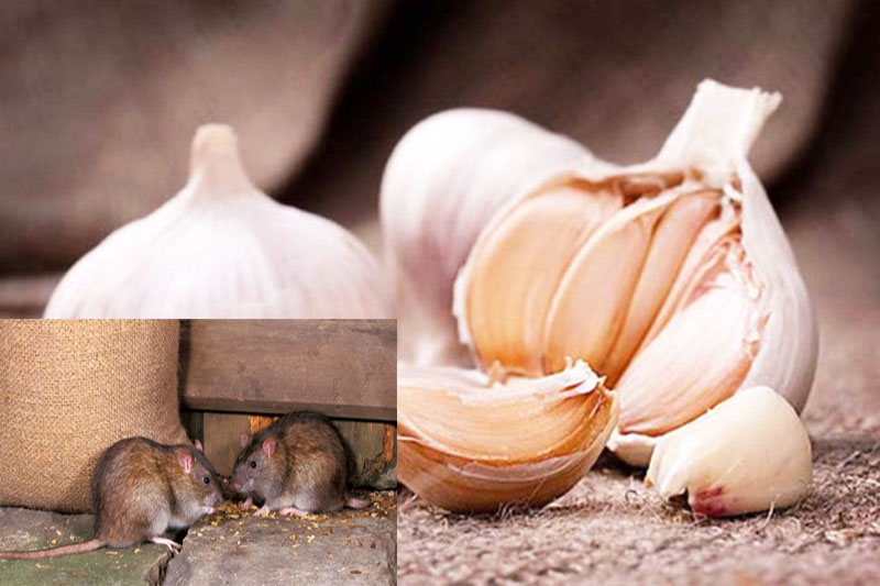 Những cách đuổi chuột hiệu quả mà không gây độc hại